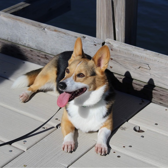 Meet your Posher, Sherry - Picture 1 of 1